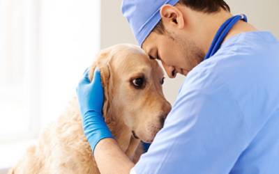 Consejo Andaluz de Colegios Oficiales de Veterinarios
